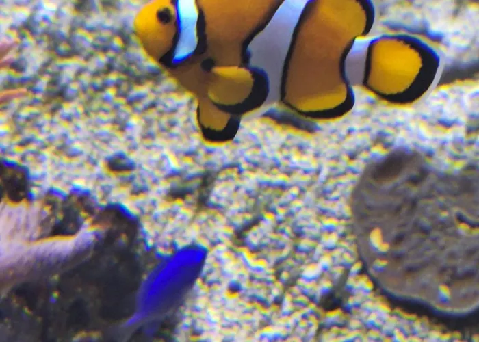 Leonilys Appartement *